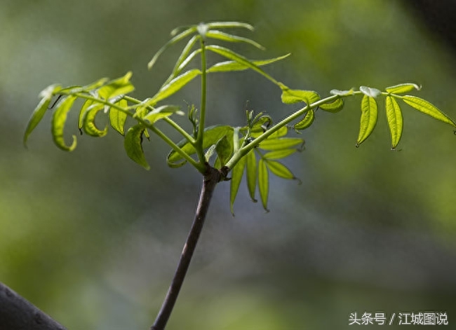 黄菠萝树经济价值、药用价值极高,是我国一级保护植物禁伐木材
